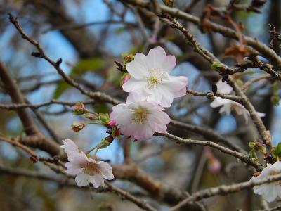 川越市下松原地区での十月桜が見ごろになりました