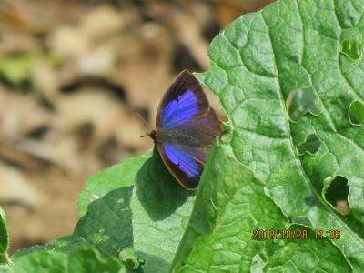 川越市下松原地区で見られた蝶その②ムラサキツバメが見られました