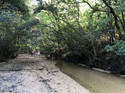 秋の森林植物園へ