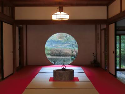 鎌倉大仏、長谷寺、明月院、紅葉まだまだ見頃、日帰り旅行。