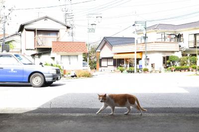 一年で何県行けるかな　いすみで 大原漁港 港の朝市篇