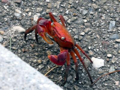 ２３．真夏の紀伊半島4泊　朝の鳥羽安楽島の散歩道