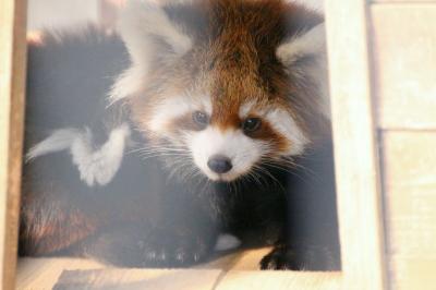 秋晴れの市川市動物園のレッサーパンダの双子の赤ちゃん詣（後編）レッサーパンダ特集：到着してすぐに会えた双子の赤ちゃん！～たくさん会えたナミちゃんとほとんど会えなかったテルちゃん～晴天下で光るケージのレッサーパンダはドアップで迫るしかない（苦笑）