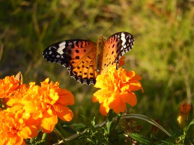 ふじみ野市市役所前の花いっぱい運動の花壇で見られた蝶