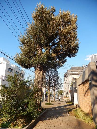 ふじみ野市のスダジイが見られる風景