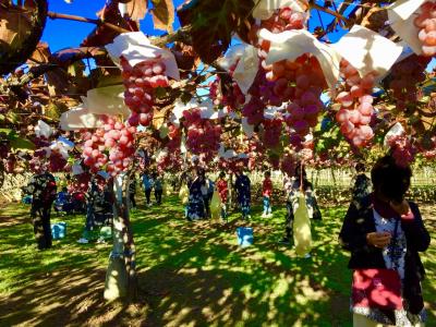 河口湖もみじ回廊　まだちょっと紅葉早かったかな