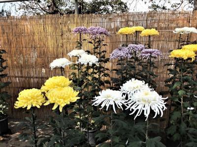 菊まつり（長野県須坂市）を見てきました・・・