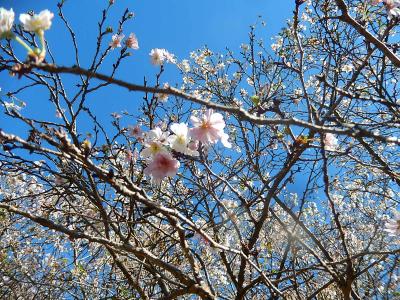 川越市下松原地区で十月桜を見る②満開でした