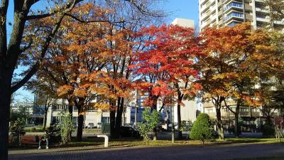 大通公園西10丁目の紅葉