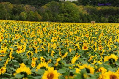 網走湖-能取湖-サロマ湖