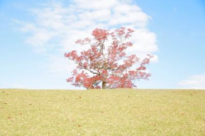 奈良公園の紅葉