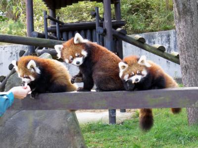 秋のレッサーパンダ紀行【６】秋田市大森山動物公園　陸ちゃんとユウタ君の宝物・・・奇跡の娘ゆりちゃんの双子の男の子に会いに行ってきました！！