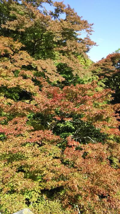 鹿沼の大芦渓谷下流の白井平橋の大もみじとハロウィン　ランチ