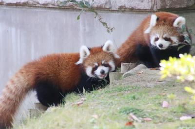 仙台・秋田レッサーパンダの赤ちゃん詣と温泉ホテルの旅（２）ズーパラダイス八木山（前編）レッサーパンダ特集：はじめまして、双子の赤ちゃん！～どっちが男の子で女の子かさっぱり分からなかったよ（笑）＆乙女なコナツちゃんも初めて＆お兄ちゃんキャラでなくなったヤンヤンはますます可愛らしく＆スモモちゃんは変わらず可愛い@