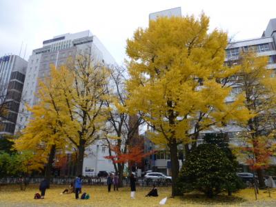 金色に輝く大通公園5丁目の銀杏