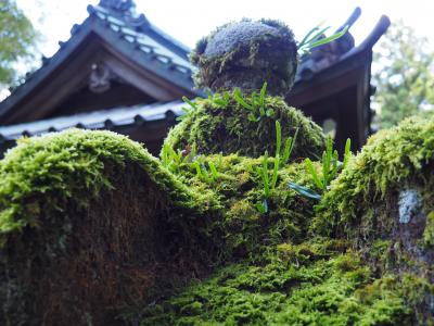 大雄山最乗寺 (道了尊) 　徳川家との縁深い寺院さんだと言う事を知らない方が多い。寺の守護神　天狗さまの護る山