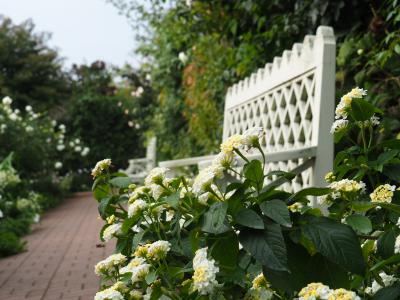 横浜イングリッシュガーデン　秋薔薇の季節を待っていました!　その②