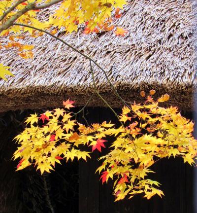 2018年秋栃木県「湯西川温泉」の鮮やかな紅葉に癒されてきました。