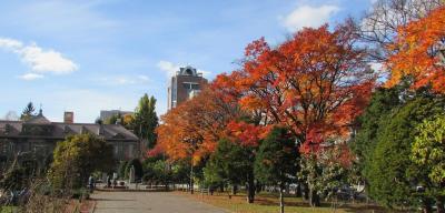 11月の紅葉