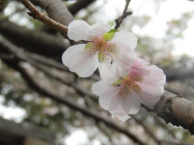 川越市下松原地区で十月桜を見る・・その②