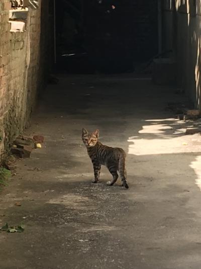 勝手に台中・台北アラフィフ迷走ひとり旅2 早朝台中公園と鹿港