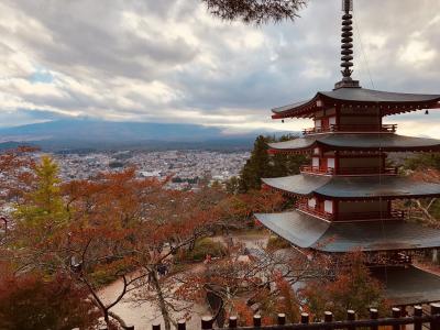 富士望む新倉山浅間公園の紅葉＆絶景！河口湖もみじ回廊　世界遺産・忍野八海と名物ほうとう不動で昼食