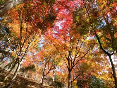 「稲武」　超絶景！大井平公園の紅葉日帰り旅