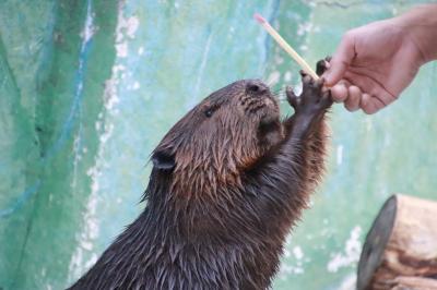 仙台・秋田レッサーパンダの赤ちゃん詣と温泉ホテルの旅（６）大森山動物園（後編）雨で行動が制限された中でも見られたフンボルトペンギンやアシカのイベントや食事中のカピバラやビーバー＆コツメカワウソ総選挙で好成績を挙げたわらびちゃんとキトラくん