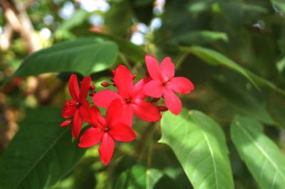 2018年 7回目のパラオ共和国逃避行ですぅ Part 9