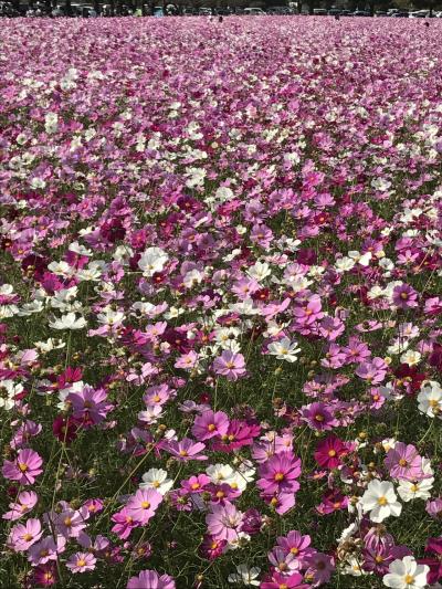 久しぶりの別府からの筑後川温泉③