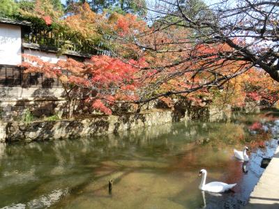 平成最後の秋！倉敷・美観地区の美しさにうっとり(*'▽')