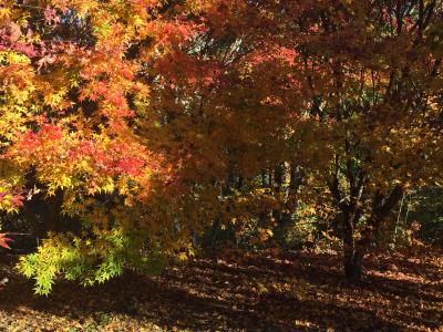 錦秋の温泉旅 長野で紅葉を満喫 新潟で日本海の海の幸と山の幸を満喫@ホテル國富翠泉閣 Nov.2018