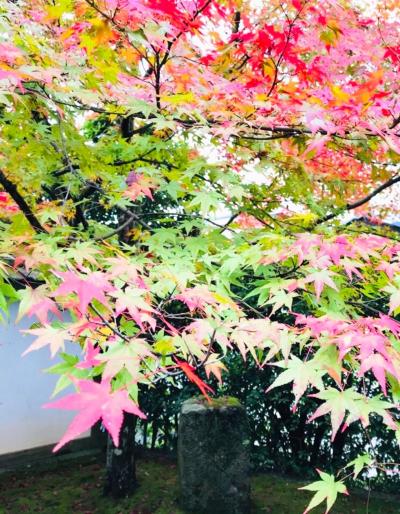 美麗  秋の京都  紅葉巡り 洛北へ