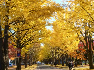 黄葉紅葉の北海道大学 in 札幌