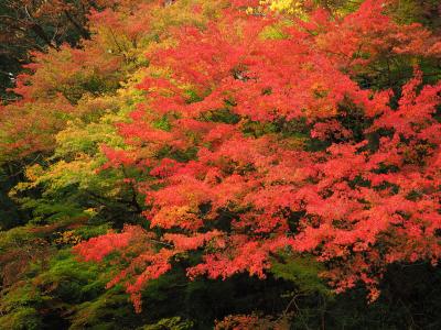 紅葉の奥多摩むかしみちと氷川渓谷日帰りハイキング