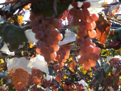 ハトバスで山梨巡り