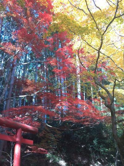 バスツアー。めっちゃ盛！奥丹波紅葉スペシャルに行ってきたよ～