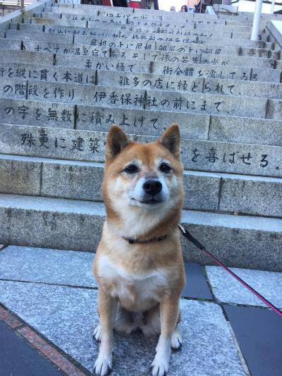 ワンコと旅行♪紅葉を求めて…群馬へ【前編】伊香保温泉の石段を歩いたよー