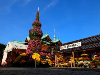 菊につつまれて秋　亀戸天神