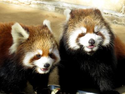 秋のレッサーパンダ紀行【７】市川市動植物園　優花ママ凱旋！！ 昨年生まれのひまわりちゃん、そして、今年生まれの双子ちゃんを引き連れてウエルカムパンダに就任です！！