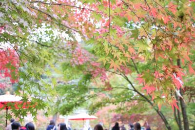 京都紅葉一人旅～清水寺～東福寺～永観堂～神護寺