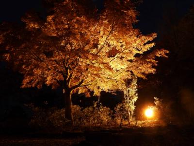 ぐんま　もみじと冬桜のライトアップ　桜山公園　2018冬