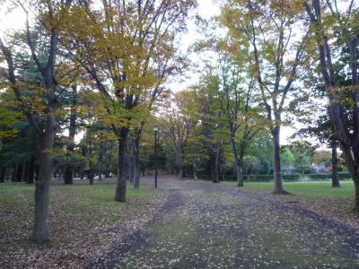 やまけいの海鮮丼＆馬場大門のけやき並木・府中の森公園散策 府中 2018/11/11