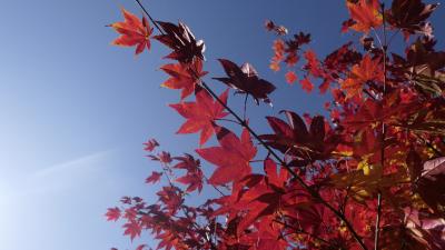 定山渓温泉（北海道：札幌）2日目紅葉：定山渓温泉月見橋付近