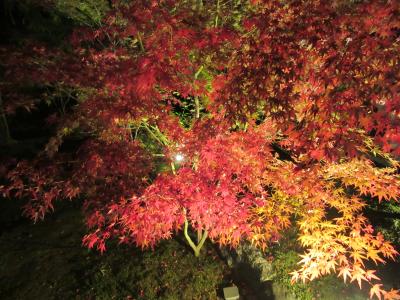 京都　紅葉ライトアップ2018　夜間拝観。