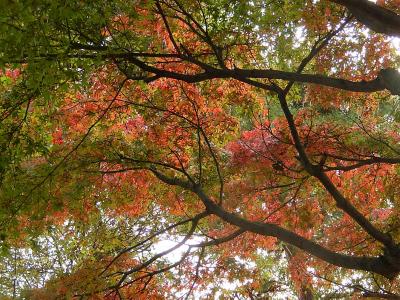 紅葉が目立ってきた西鶴ケ岡公園