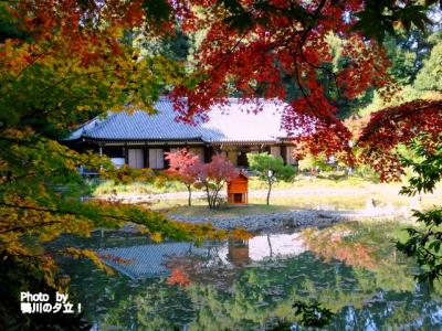 京都の紅葉　加茂巡りから平等院にライトアップへ！2018年