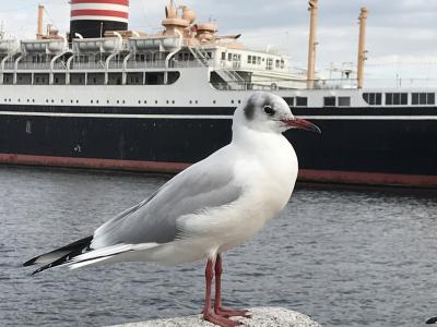 横浜を半日観光