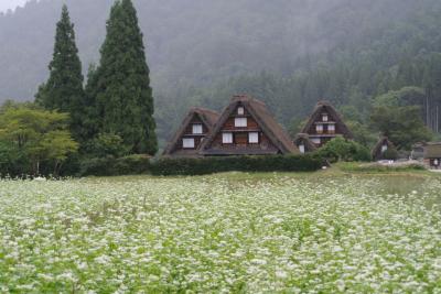 蕎麦の花満開の白川郷