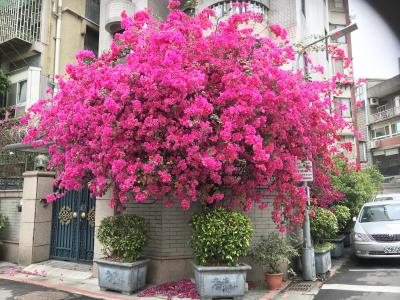 2018 台湾一人旅  台北編  4日目～7日目